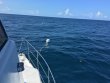 Sunday June 26th 2016 Tropical Voyager: Spiegel Grove reef report photo 1