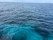 Friday July 22nd 2016 Tropical Voyager: Molasses Reef reef report photo 1