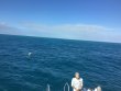 Sunday January 15th 2017 Tropical Voyager: French Reef reef report photo 1