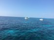Saturday February 18th 2017 Tropical Voyager: Molasses Reef reef report photo 1