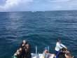 Sunday July 2nd 2017 Tropical Voyager: Drift French reef report photo 1