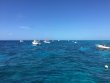 Monday July 3rd 2017 Tropical Voyager: Molasses Reef reef report photo 1