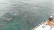 Wednesday July 16th 2014 Tropical Voyager: Benwood Wreck reef report photo 1