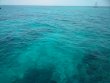 Saturday June 16th 2018 Tropical Voyager: Molasses Reef reef report photo 1