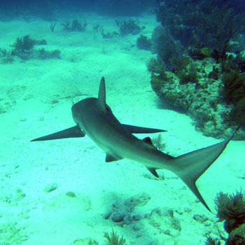 Conch Horseshoe photo