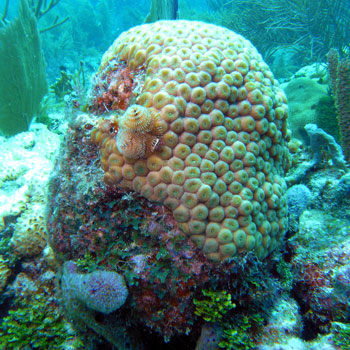 Conch Horseshoe photo