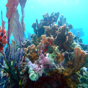 Conch Pillars photo