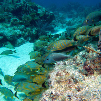 Conch Pillars photo