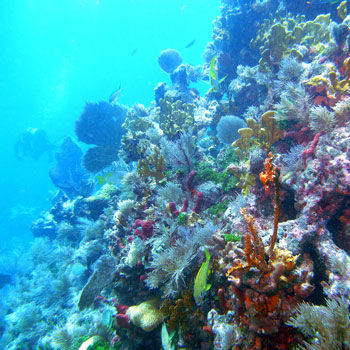 Conch Wall photo