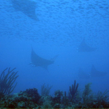 Conch Wall photo