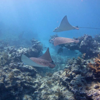 Eagle Ray Alley photo