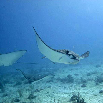 Eagle Ray Alley photo