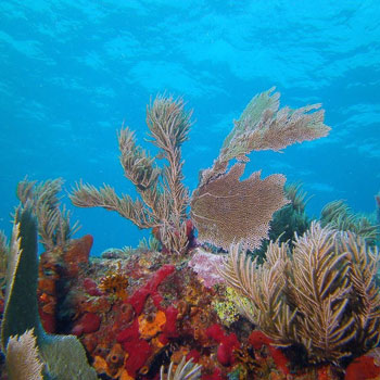 Fire Coral Cave photo