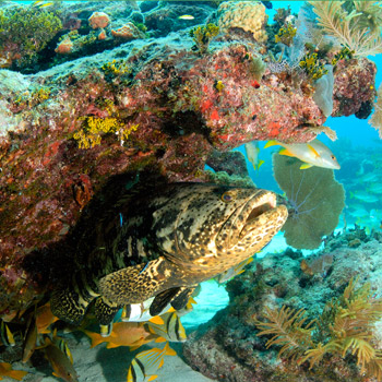 Fire Coral Cave photo