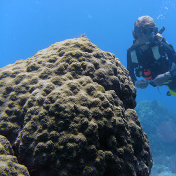 Pillar Coral photo