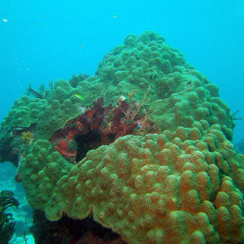 Pillar Coral photo