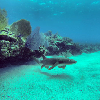 Undersea Highway photo