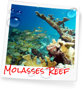 Molasses Reef in the Florida Keys, Key Largo