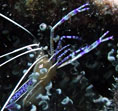 Picture of Night Diving Courses in Key Largo, Florida