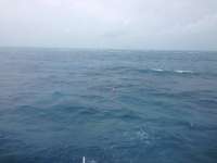 Great day of scuba diving in Key Largo with Rainbow Reef on french reef tropical adventure 2013 12 29 r115 3