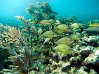 Great day of scuba diving in Key Largo with Rainbow Reef on snapper ledge tropical odyssey 2014 04 27 r269 2