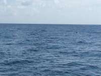 Great day of scuba diving in Key Largo with Rainbow Reef on drift french tropical adventure 2014 08 14 r653 2