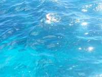 Great day of scuba diving in Key Largo with Rainbow Reef on drift molasses tropical odyssey 2014 08 12 r646 1