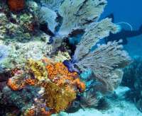 Great day of scuba diving in Key Largo with Rainbow Reef on hole in the wall tropical odyssey 2014 08 01 r577 3