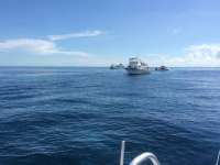 Great day of scuba diving in Key Largo with Rainbow Reef on molasses reef tropical odyssey 2014 08 06 r607 4