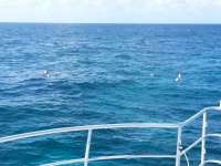 Great day of scuba diving in Key Largo with Rainbow Reef on north star tropical odyssey 2014 08 13 r651 1