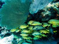 Great day of scuba diving in Key Largo with Rainbow Reef on snapper ledge tropical odyssey 2014 08 22 r685 2