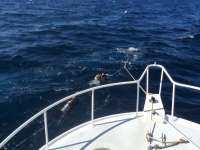 Great day of scuba diving in Key Largo with Rainbow Reef on spiegel grove tropical adventure 2014 08 12 r643 1