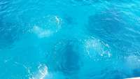 Great day of scuba diving in Key Largo with Rainbow Reef on north star tropical adventure 2014 12 18 r1047 1