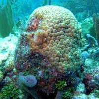 Great day of scuba diving in Key Largo with Rainbow Reef on snapper ledge tropical odyssey 2014 12 05 r1010 1