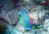 Great day of scuba diving in Key Largo with Rainbow Reef on fire coral cave tropical adventure 2014 02 15 r148 1