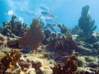Great day of scuba diving in Key Largo with Rainbow Reef on fire coral cave tropical adventure 2014 02 15 r148 3