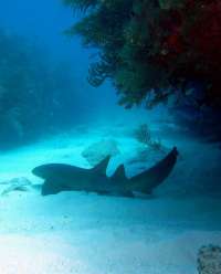 Great day of scuba diving in Key Largo with Rainbow Reef on hole in the wall tropical adventure 2014 02 22 r158 2