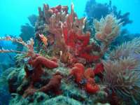 Great day of scuba diving in Key Largo with Rainbow Reef on north star tropical adventure 2014 02 04 r136 1