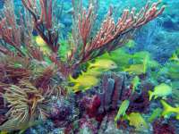 Great day of scuba diving in Key Largo with Rainbow Reef on north star tropical adventure 2014 02 04 r136 2