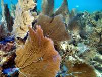 Great day of scuba diving in Key Largo with Rainbow Reef on north star tropical adventure 2014 02 04 r136 3