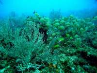 Great day of scuba diving in Key Largo with Rainbow Reef on snapper ledge tropical adventure 2014 02 23 r163 2