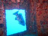 Great day of scuba diving in Key Largo with Rainbow Reef on spiegel grove tropical adventure 2014 02 27 r171 2