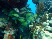 Great day of scuba diving in Key Largo with Rainbow Reef on winch hole tropical adventure 2014 02 10 r144 3