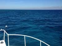 Great day of scuba diving in Key Largo with Rainbow Reef on eagle ray alley tropical adventure 2014 01 23 r126 3