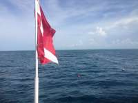 Great day of scuba diving in Key Largo with Rainbow Reef on christmastree cave tropical odyssey 2014 07 06 r456 1