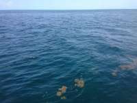 Great day of scuba diving in Key Largo with Rainbow Reef on christmastree cave tropical odyssey 2014 07 06 r456 2