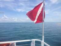 Great day of scuba diving in Key Largo with Rainbow Reef on french reef tropical adventure 2014 07 20 r527 2