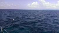 Great day of scuba diving in Key Largo with Rainbow Reef on north star tropical voyager 2014 07 29 r564 1