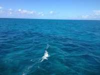 Great day of scuba diving in Key Largo with Rainbow Reef on snapper ledge tropical odyssey 2014 07 11 r480 2