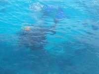 Great day of scuba diving in Key Largo with Rainbow Reef on fire coral cave tropical voyager 2014 06 07 r350 1